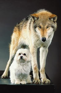 Wolf-Dog